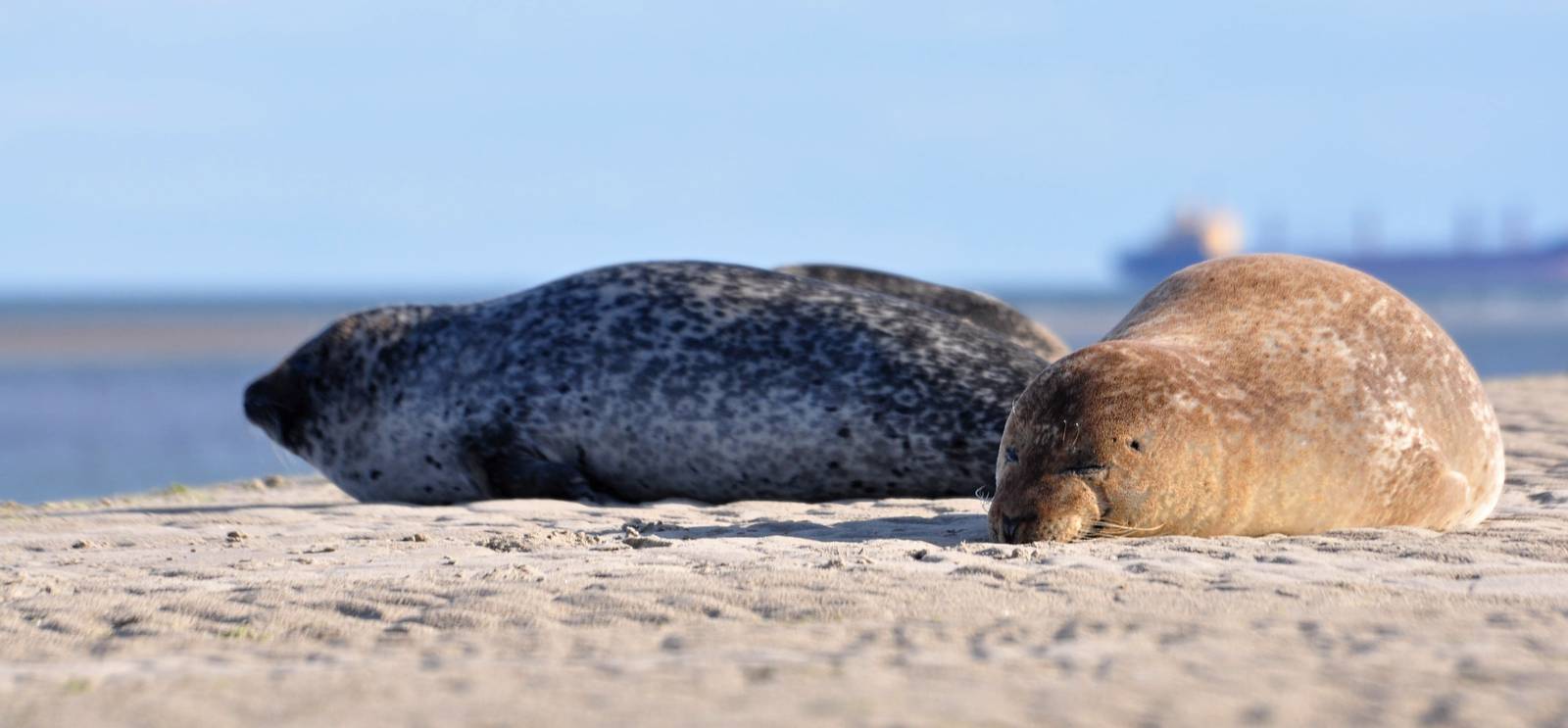 Seals resting on the beach - Bull Island, Dublin