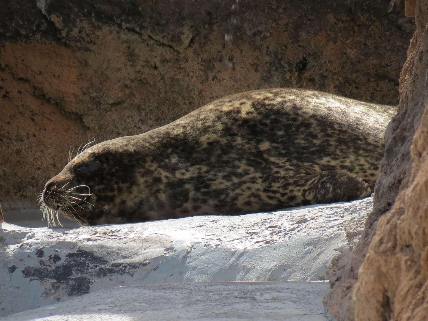 Seals & Sea Lions - Harbor Seal