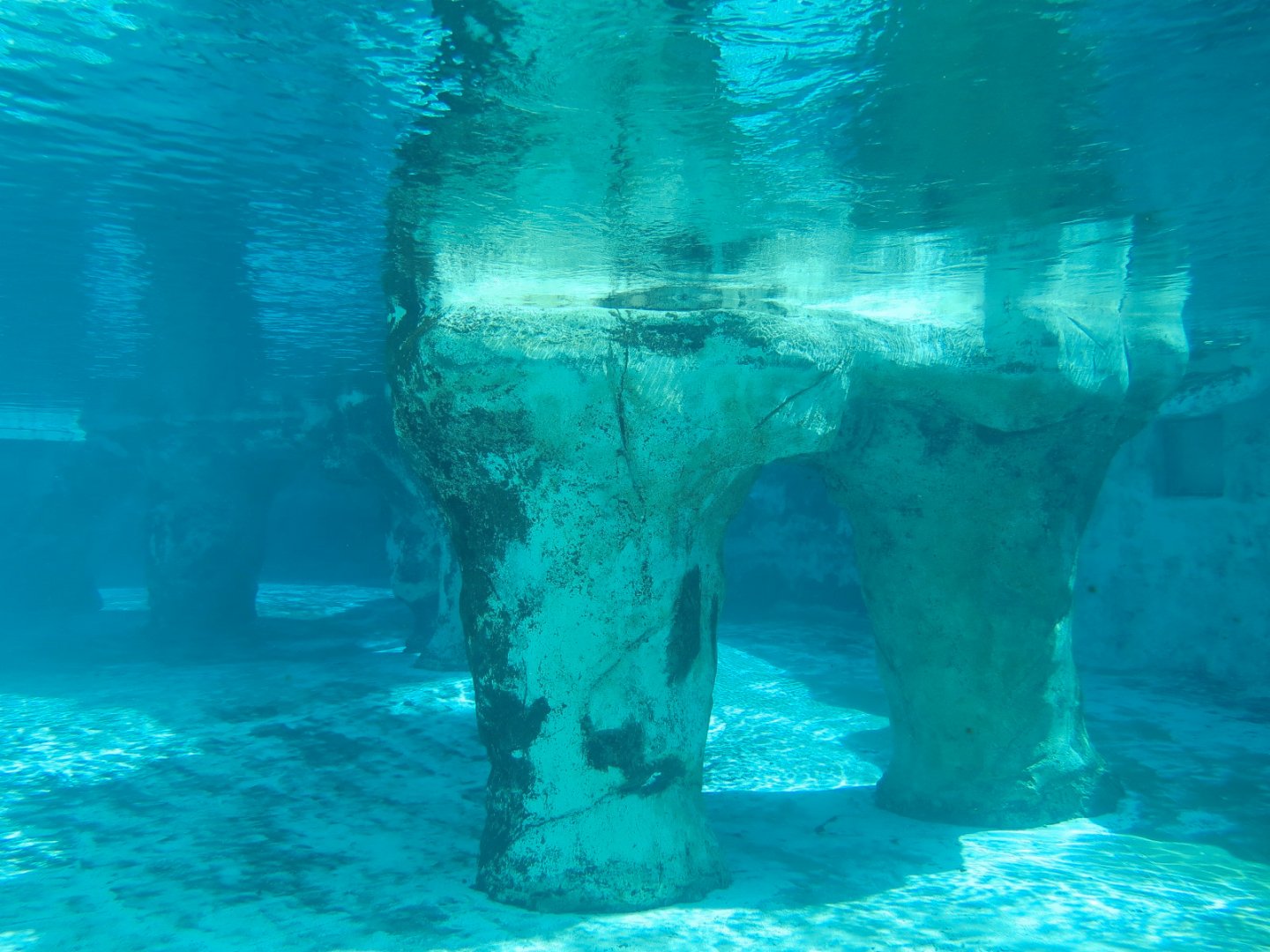 Seals & Sea Lions - Underwater View of Exhibit