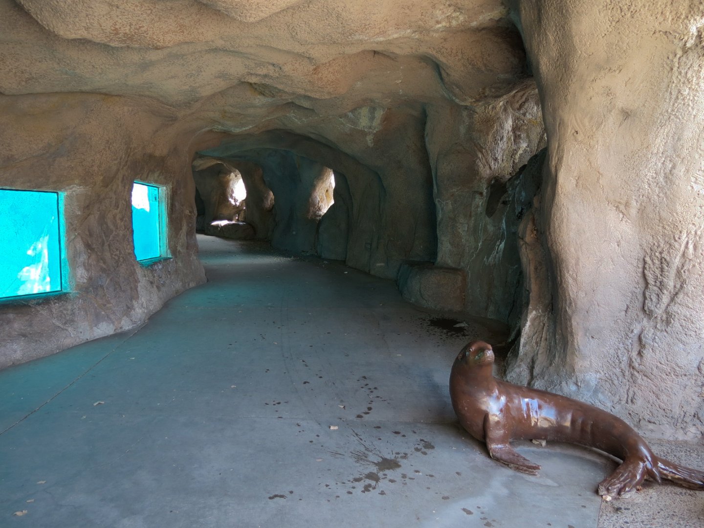 Seals & Sea Lions - Underwater Viewing Area