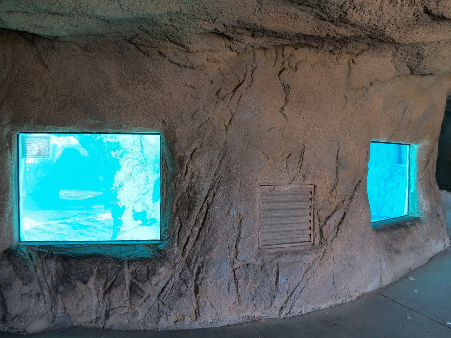 Seals & Sea Lions - Underwater Viewing Area