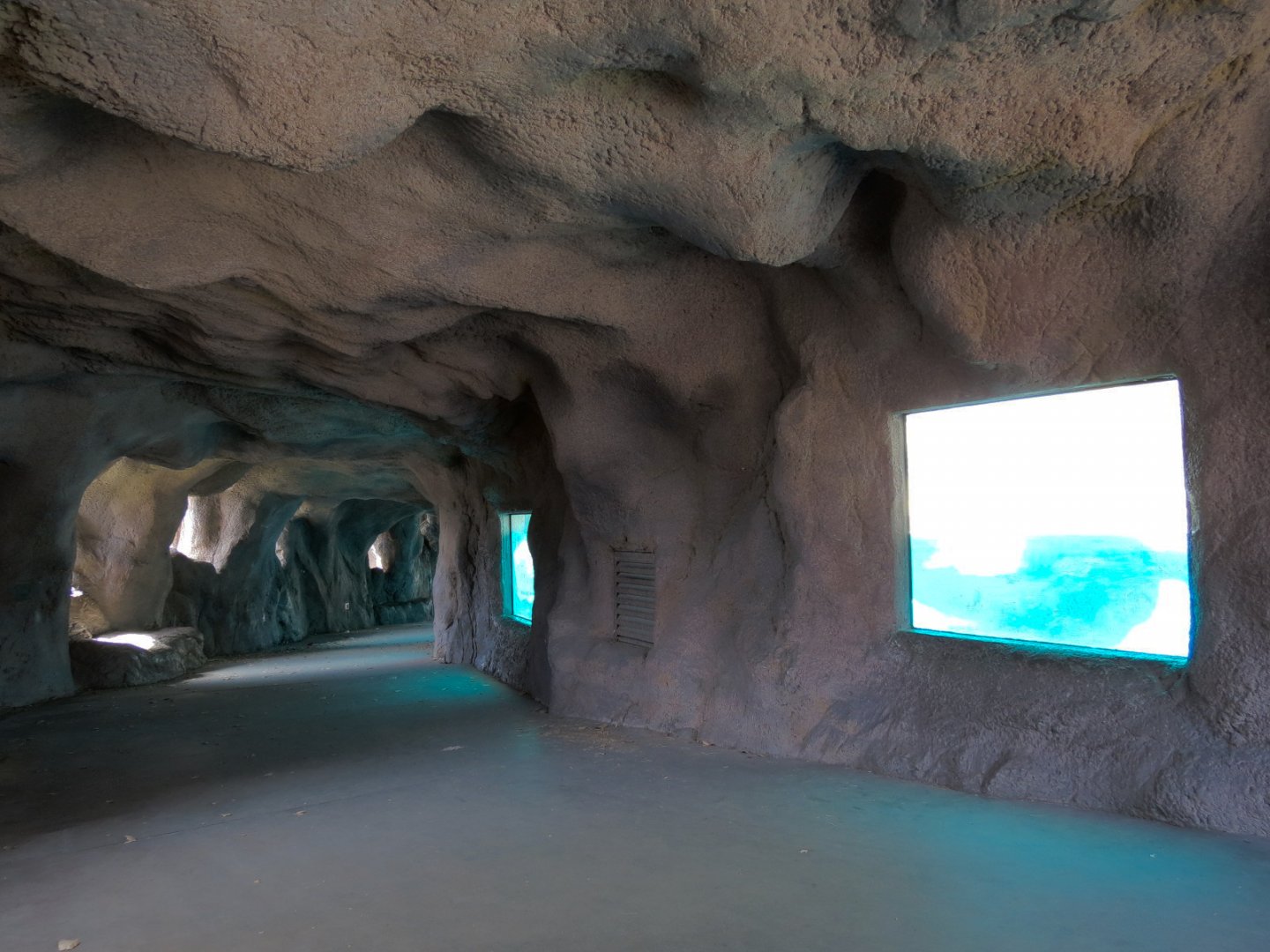 Seals & Sea Lions - Underwater Viewing Area