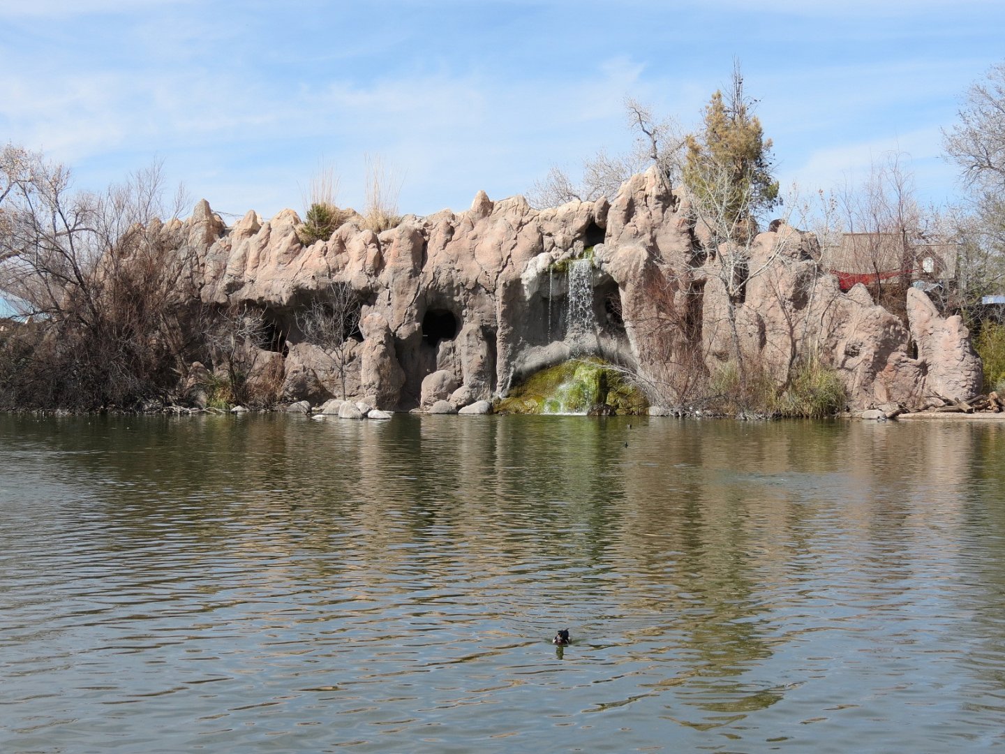 Seals & Sea Lions - View from Duck Pond