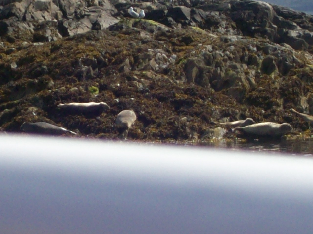 seals