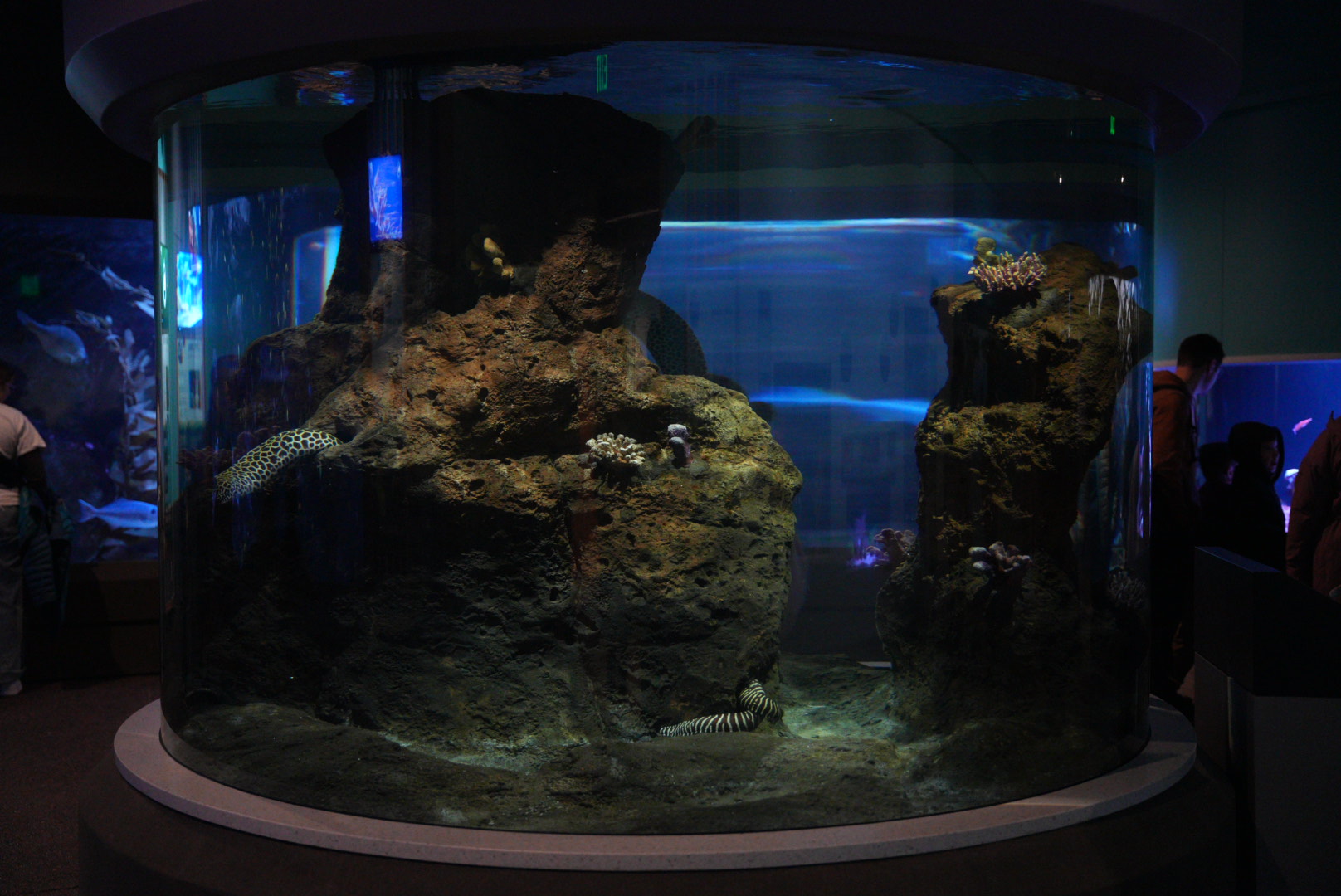 "Seamounts" Tank (Moray Eel Tank)
