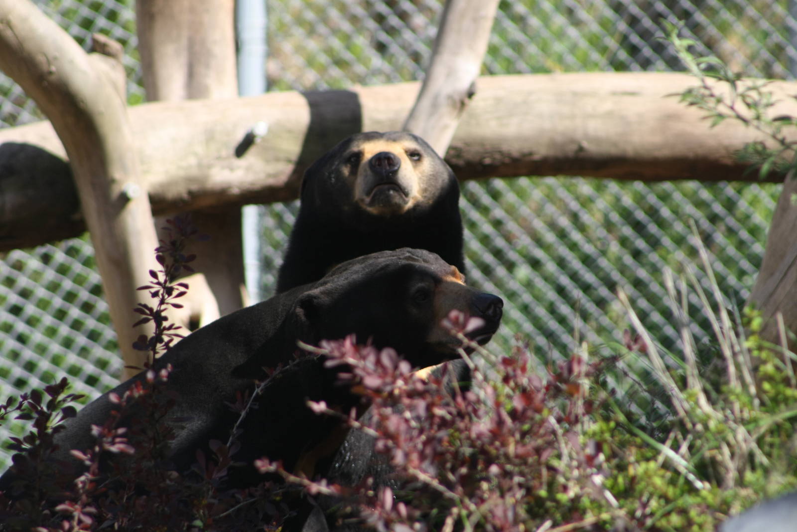 Sean and Sasa the Sun Bears