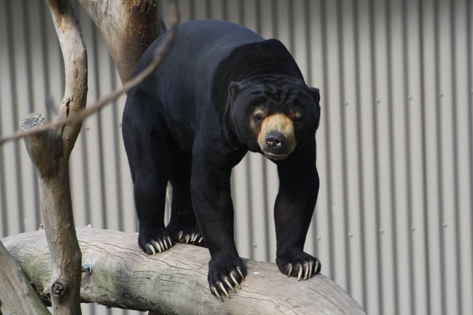 Sean the Sun Bear