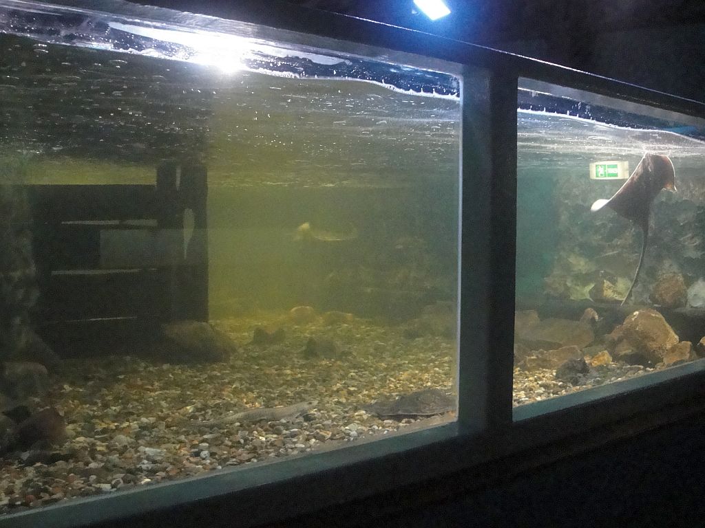 SeaQuarium Clacton Pier