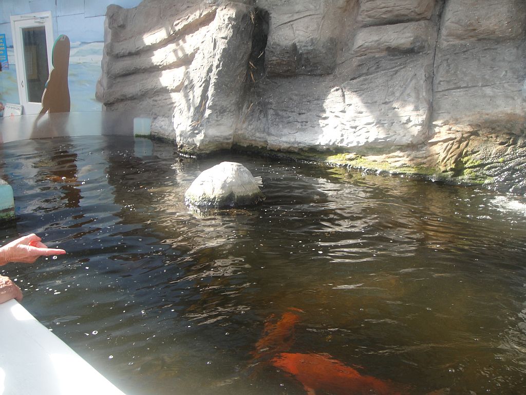 SeaQuarium Clacton Pier