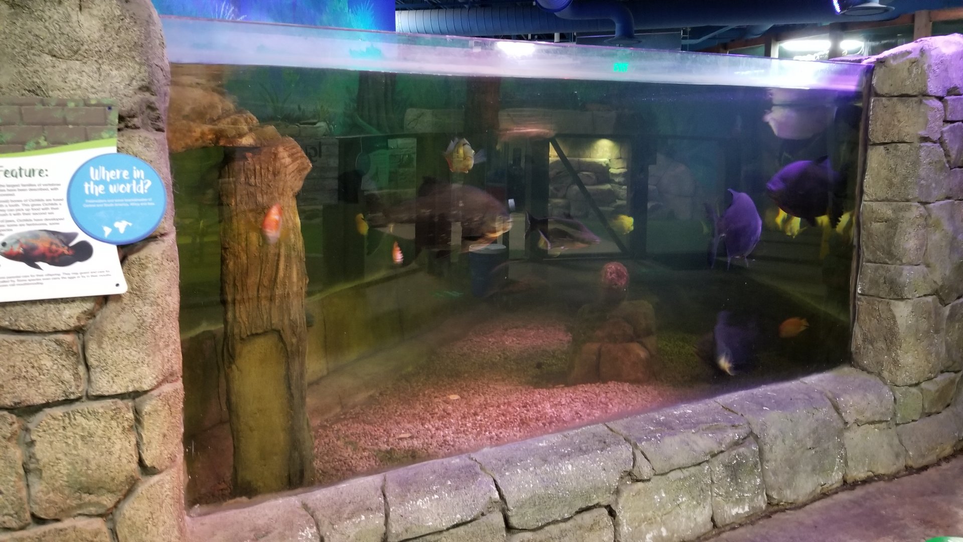 SeaQuest Woodbridge - 1st tank - arapaima, silver arowana, black pacu, catfish, etc