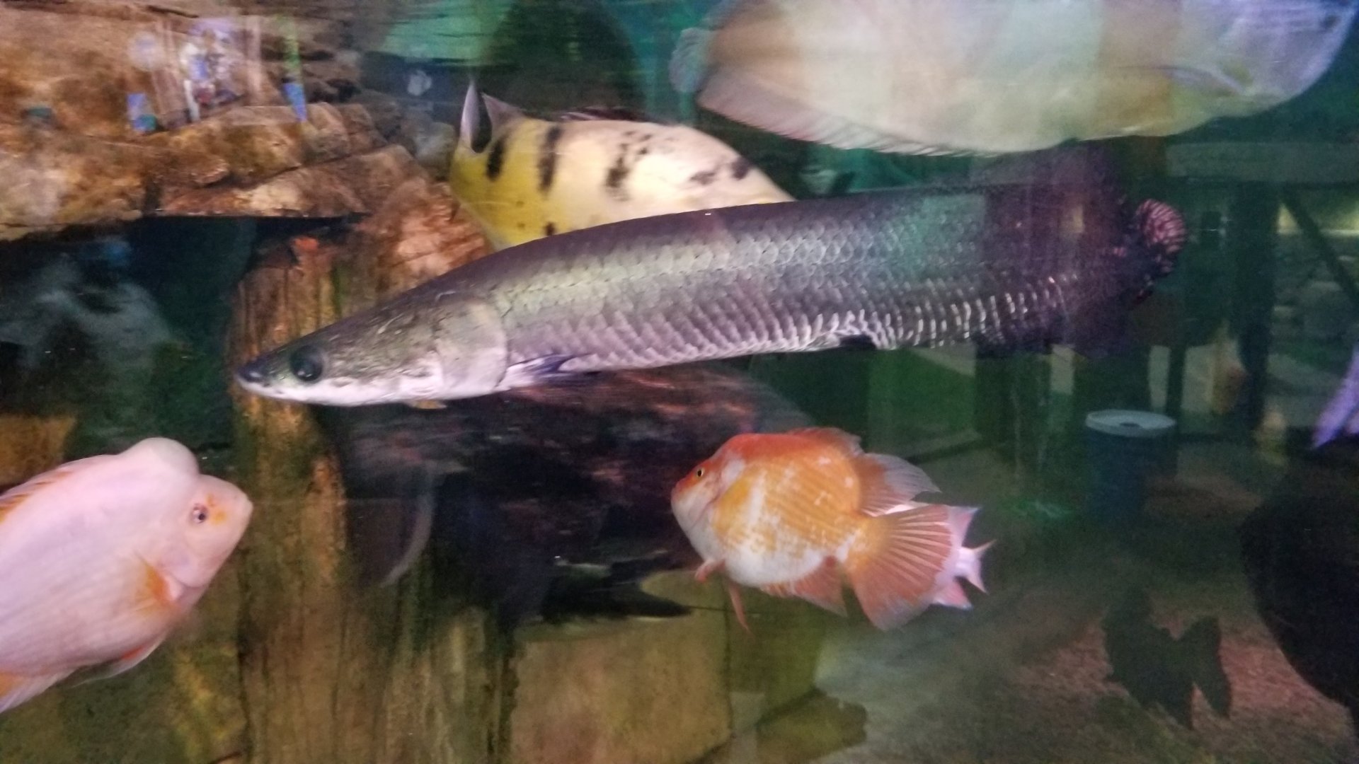 SeaQuest Woodbridge - 1st tank