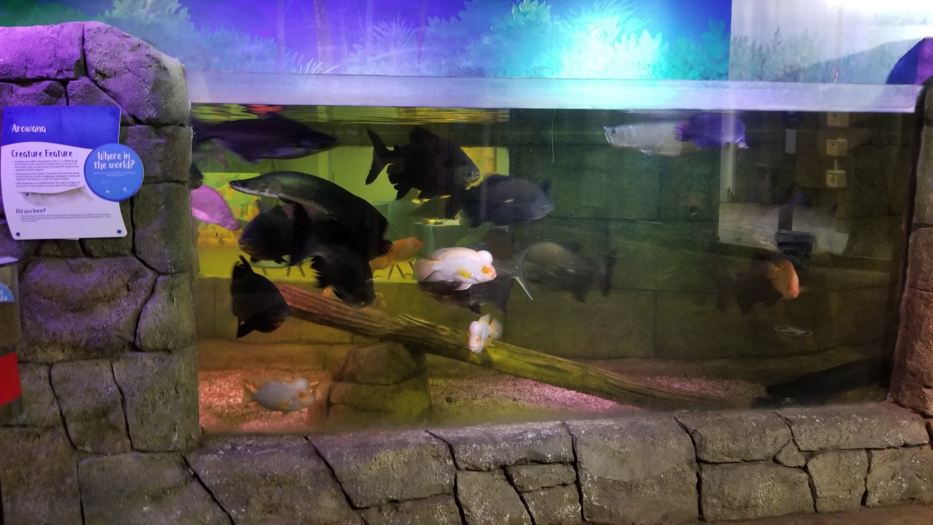 SeaQuest Woodbridge - 1st tank