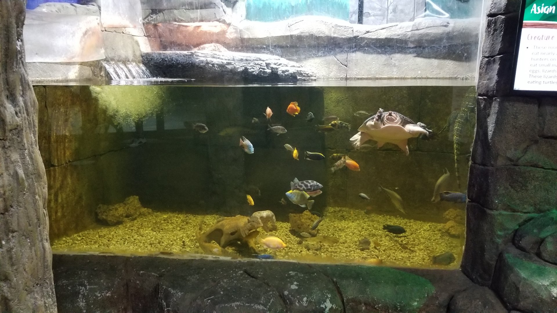 SeaQuest Woodbridge - 2nd tank, asian water monitor and softshell turtle