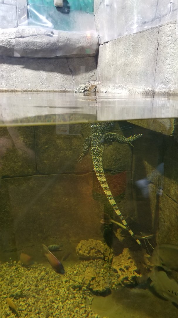 SeaQuest Woodbridge - 2nd tank, asian water monitor