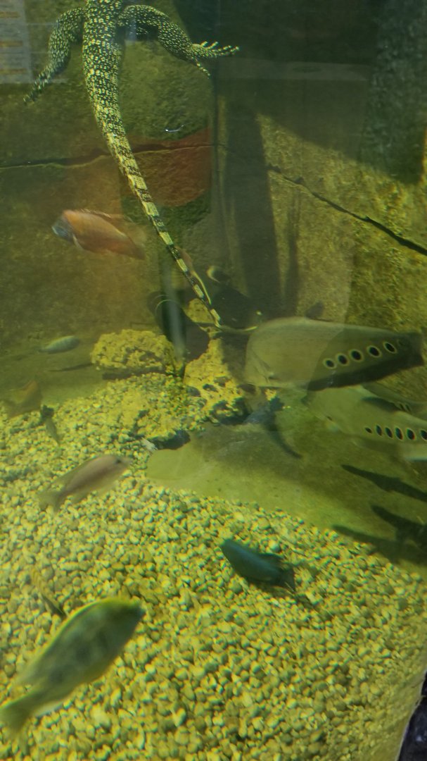 SeaQuest Woodbridge - 2nd tank, asian water monitor