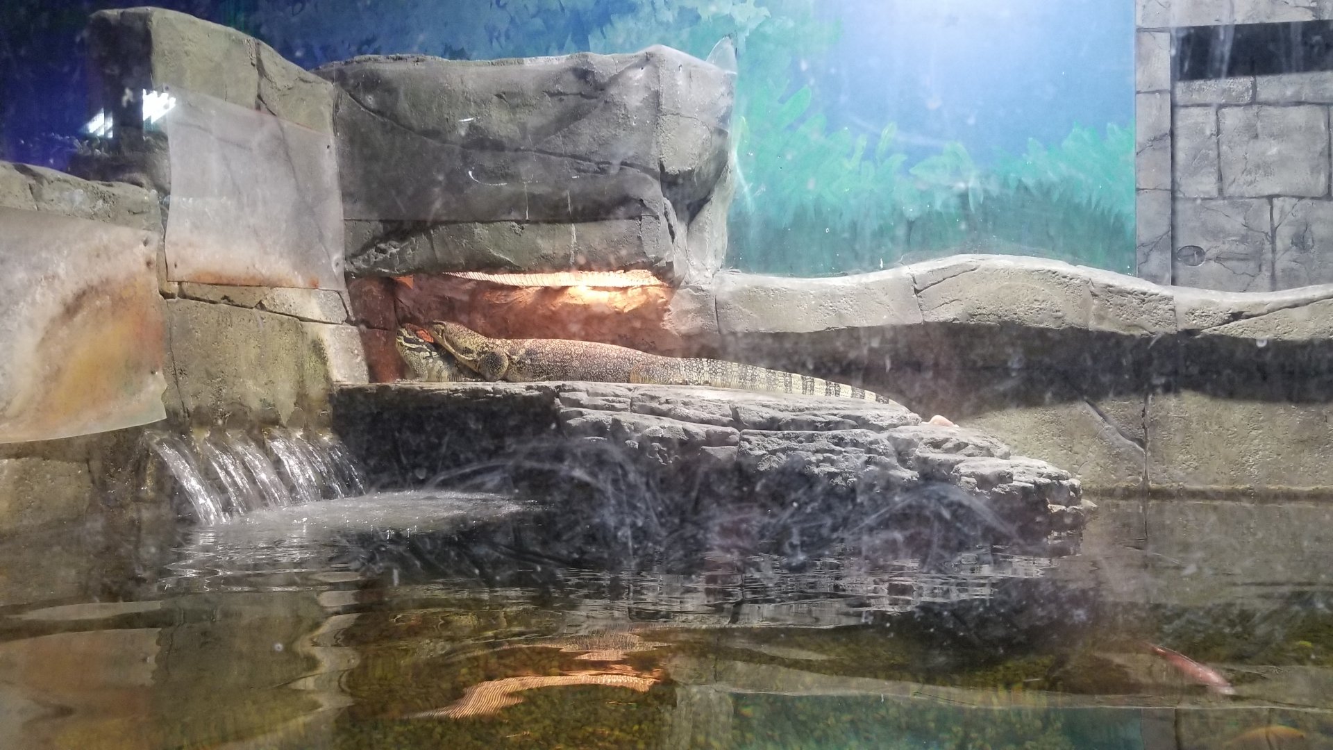 SeaQuest Woodbridge - 2nd tank, Asian water monitors