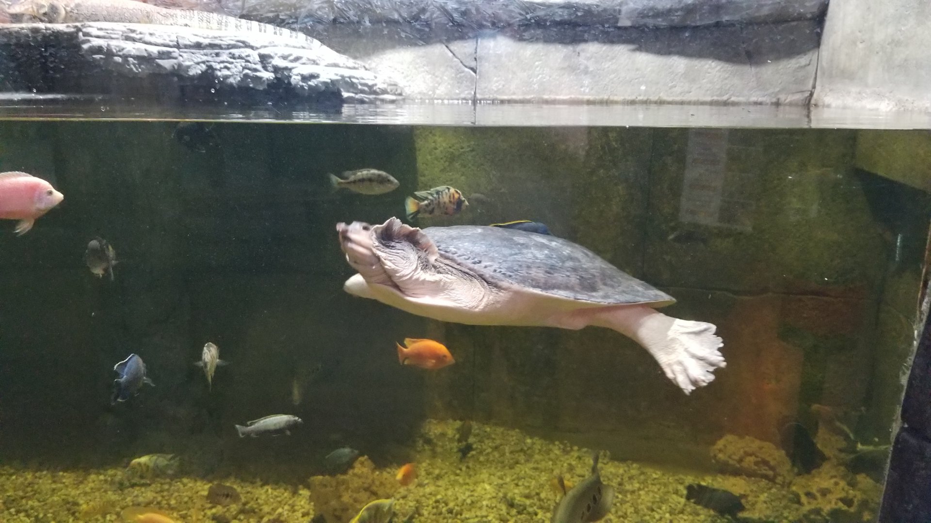 SeaQuest Woodbridge - 2nd tank, ?? softshell turtle