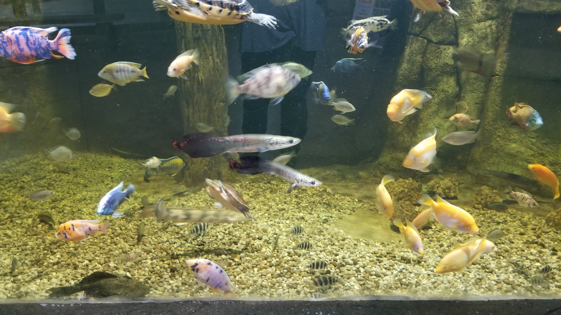 SeaQuest Woodbridge - 3rd tank, young arapaima