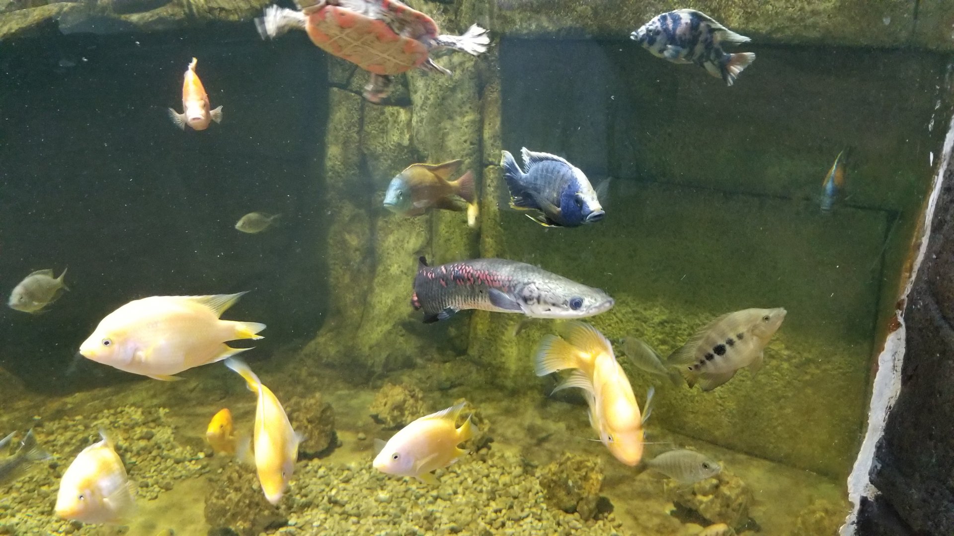 SeaQuest Woodbridge - 3rd tank, young arapaima
