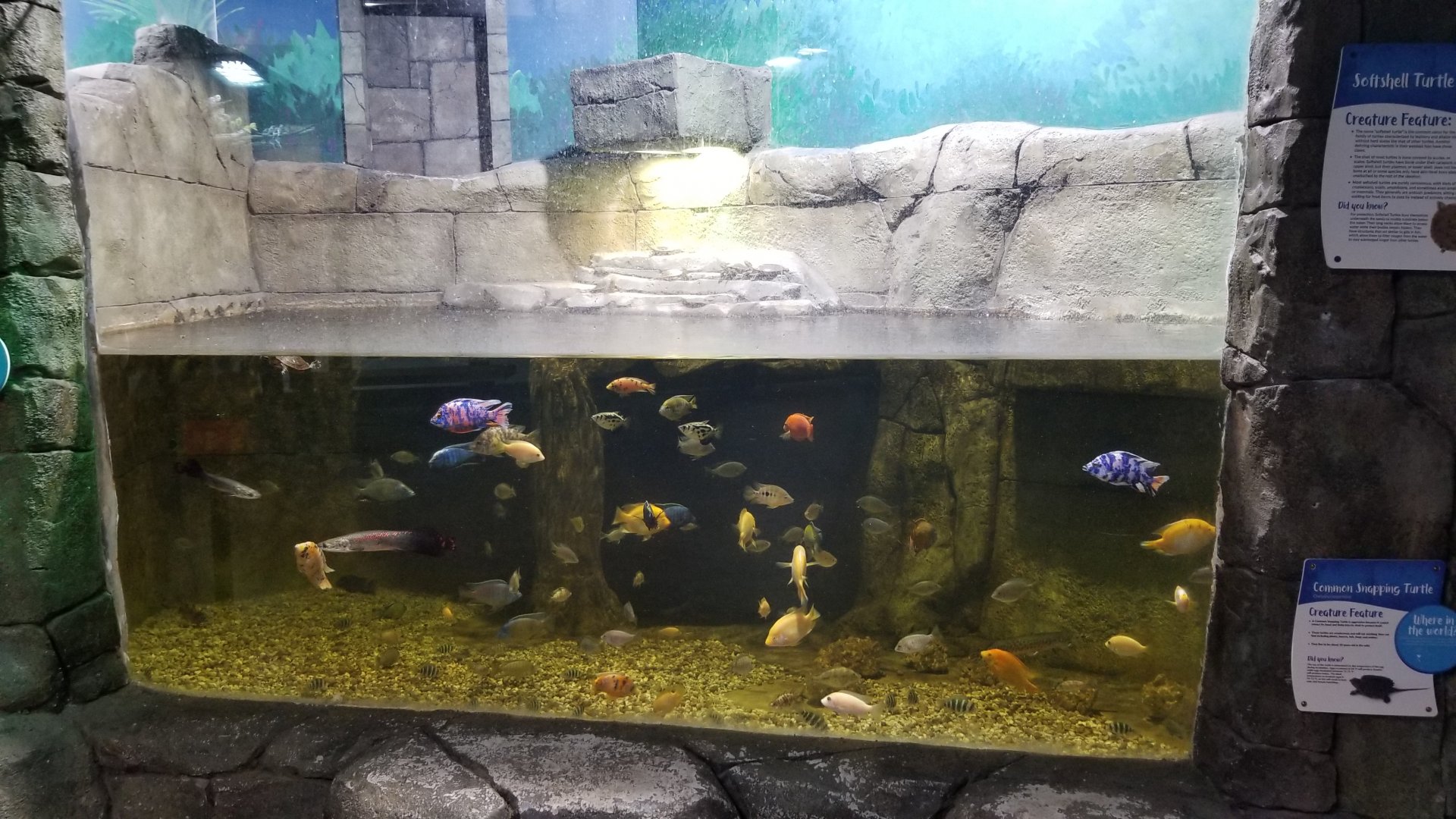 SeaQuest Woodbridge - 3rd tank