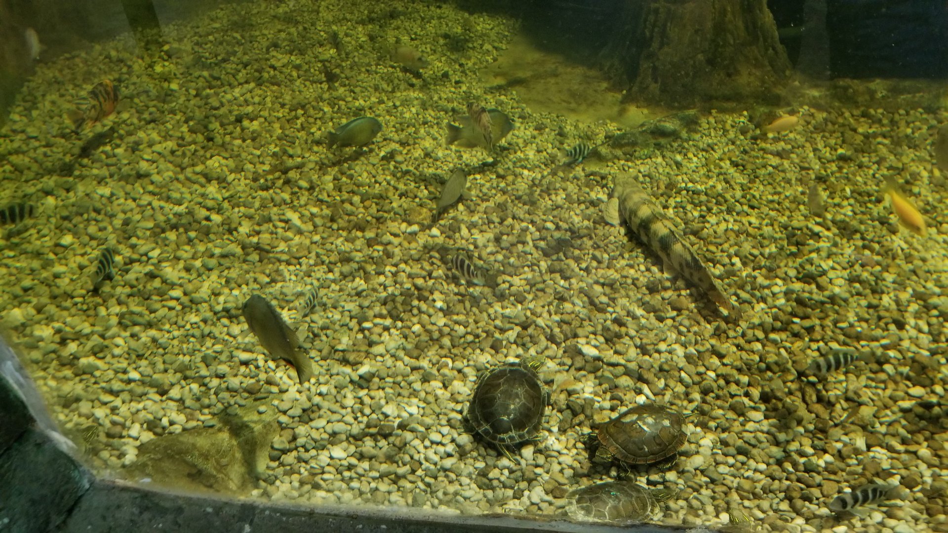 SeaQuest Woodbridge - 3rd tank