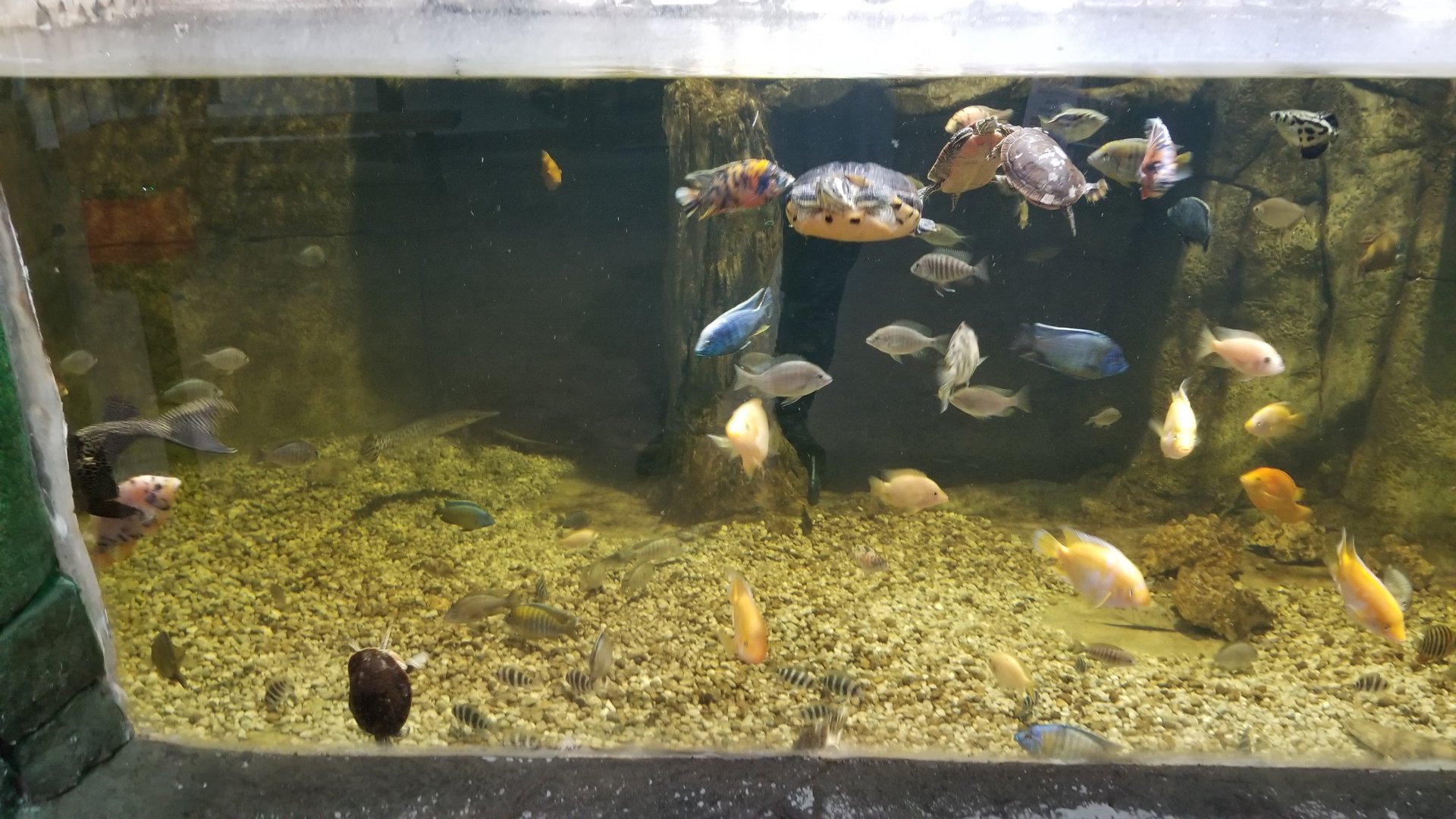 SeaQuest Woodbridge - 3rd tank