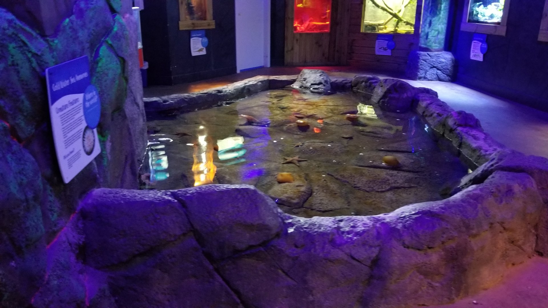 SeaQuest Woodbridge - Anemone tank