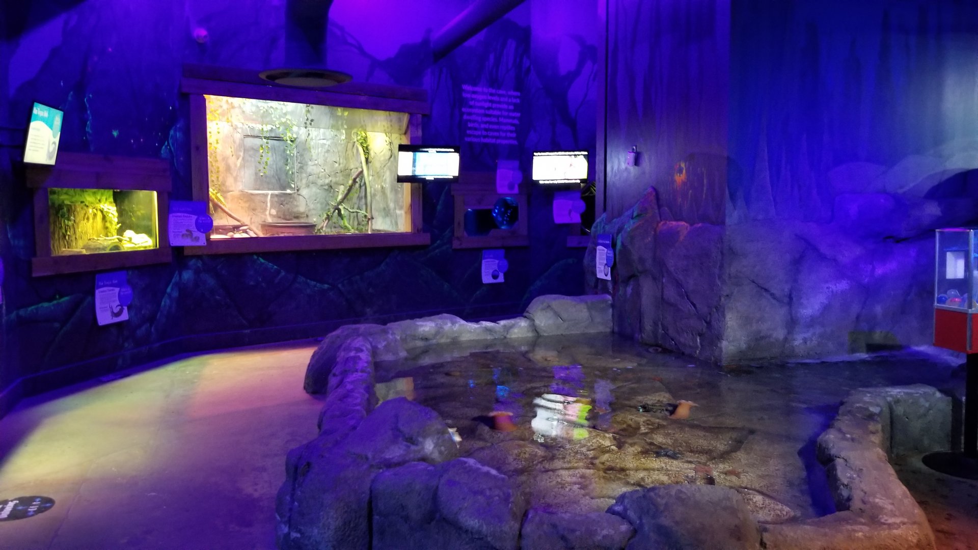 SeaQuest Woodbridge - Anemone tank