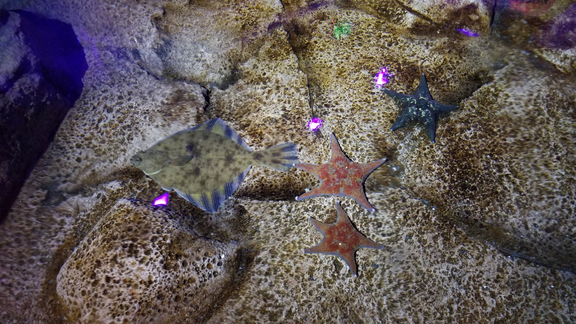 SeaQuest Woodbridge - Anemone tank