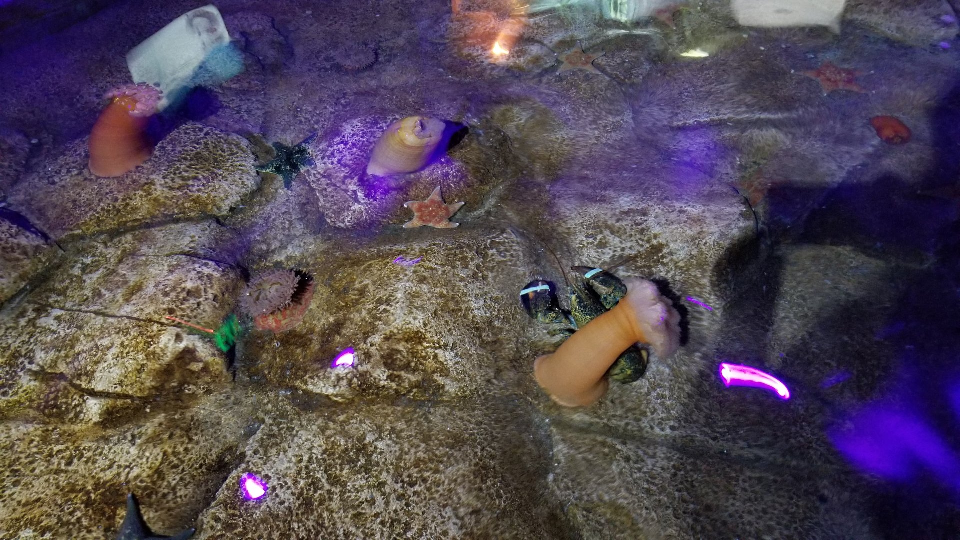 SeaQuest Woodbridge - Anemone tank