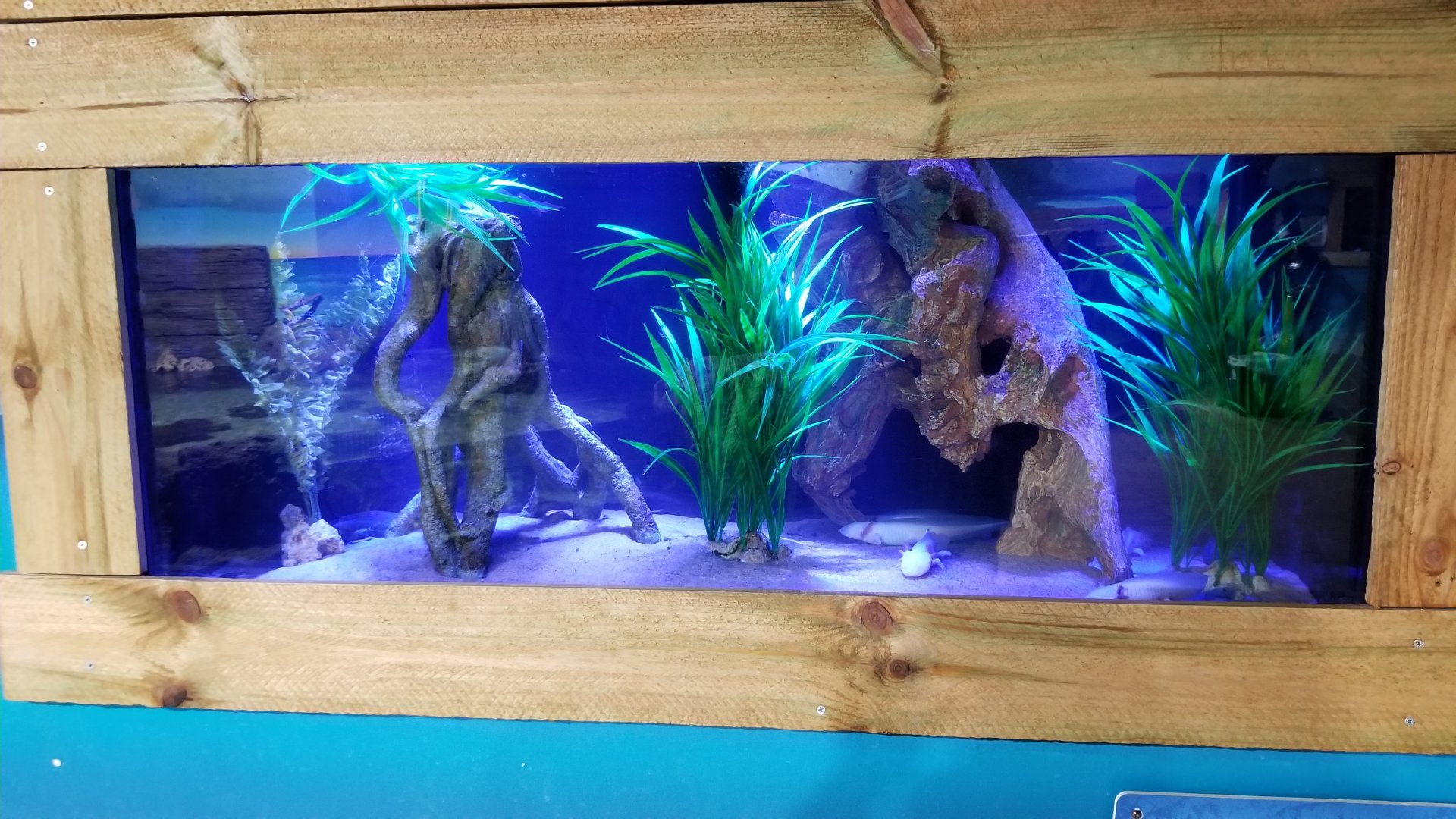 SeaQuest Woodbridge - Axolotl tank