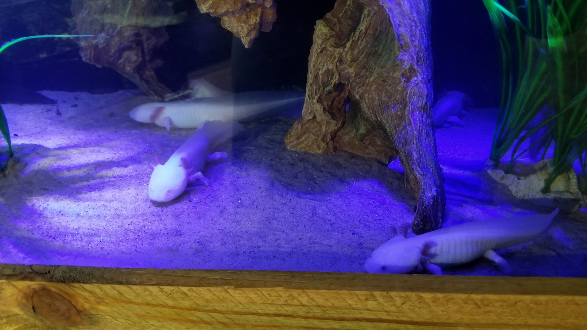 SeaQuest Woodbridge - Axolotl tank