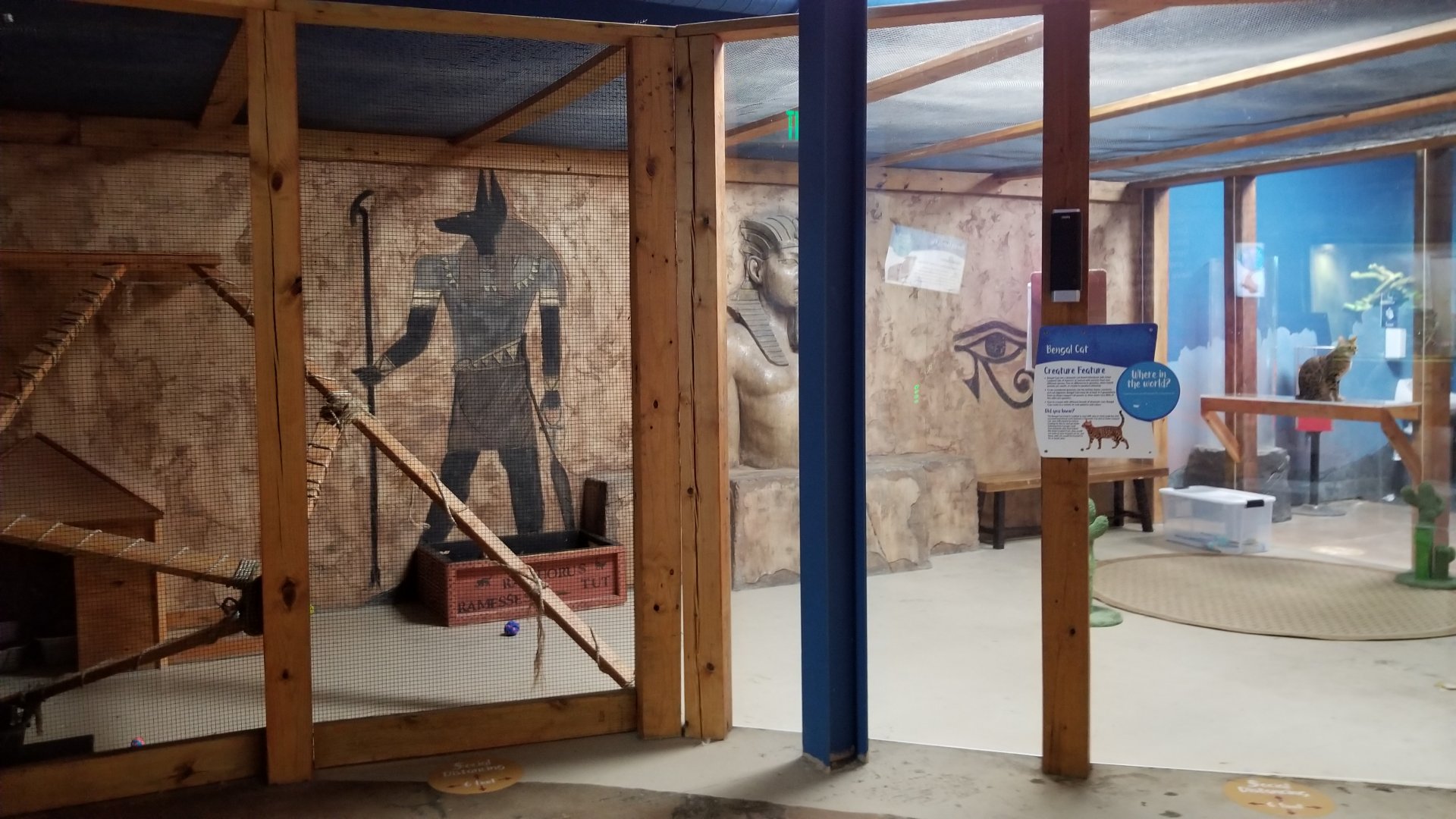 SeaQuest Woodbridge - Bengal cats (domestic)