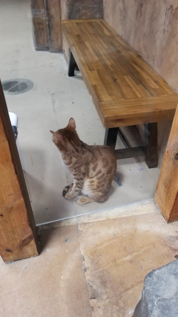 SeaQuest Woodbridge - Bengal cats (domestic)