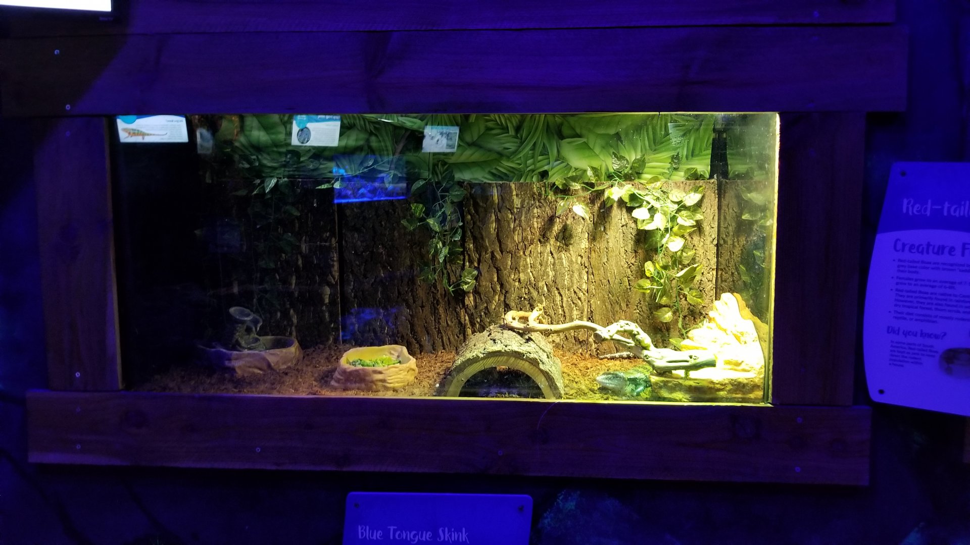 SeaQuest Woodbridge - Blue-tongued skink