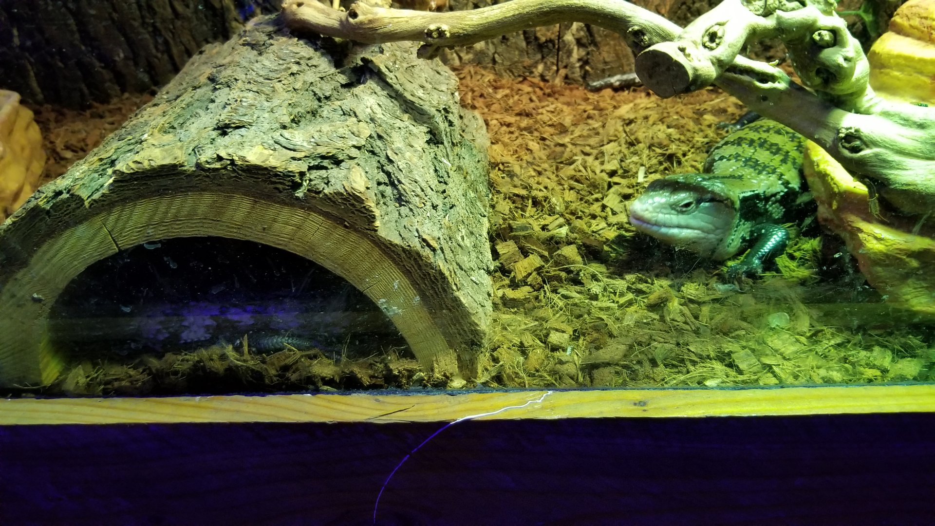 SeaQuest Woodbridge - Blue-tongued skink