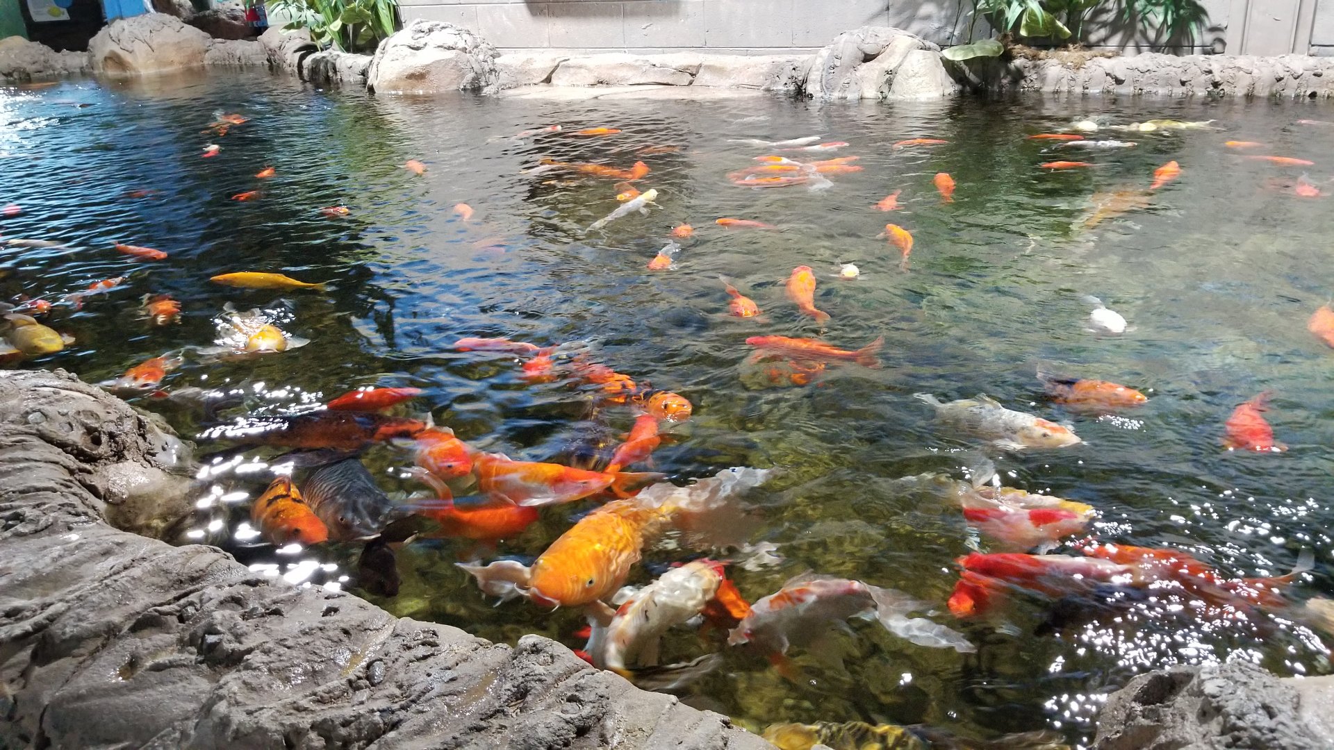 SeaQuest Woodbridge - Carp