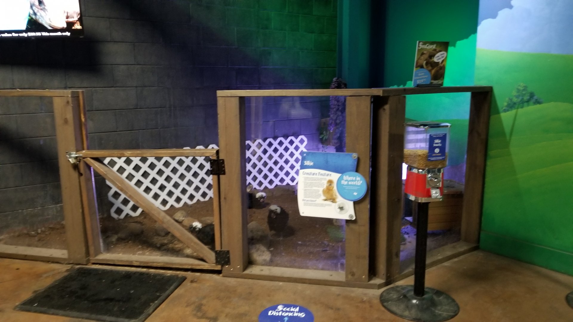 SeaQuest Woodbridge - Chickens