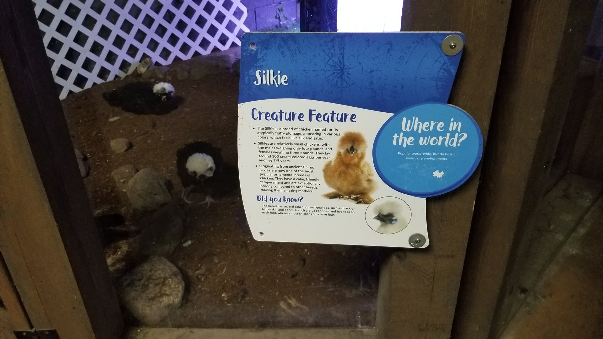 SeaQuest Woodbridge - Chickens