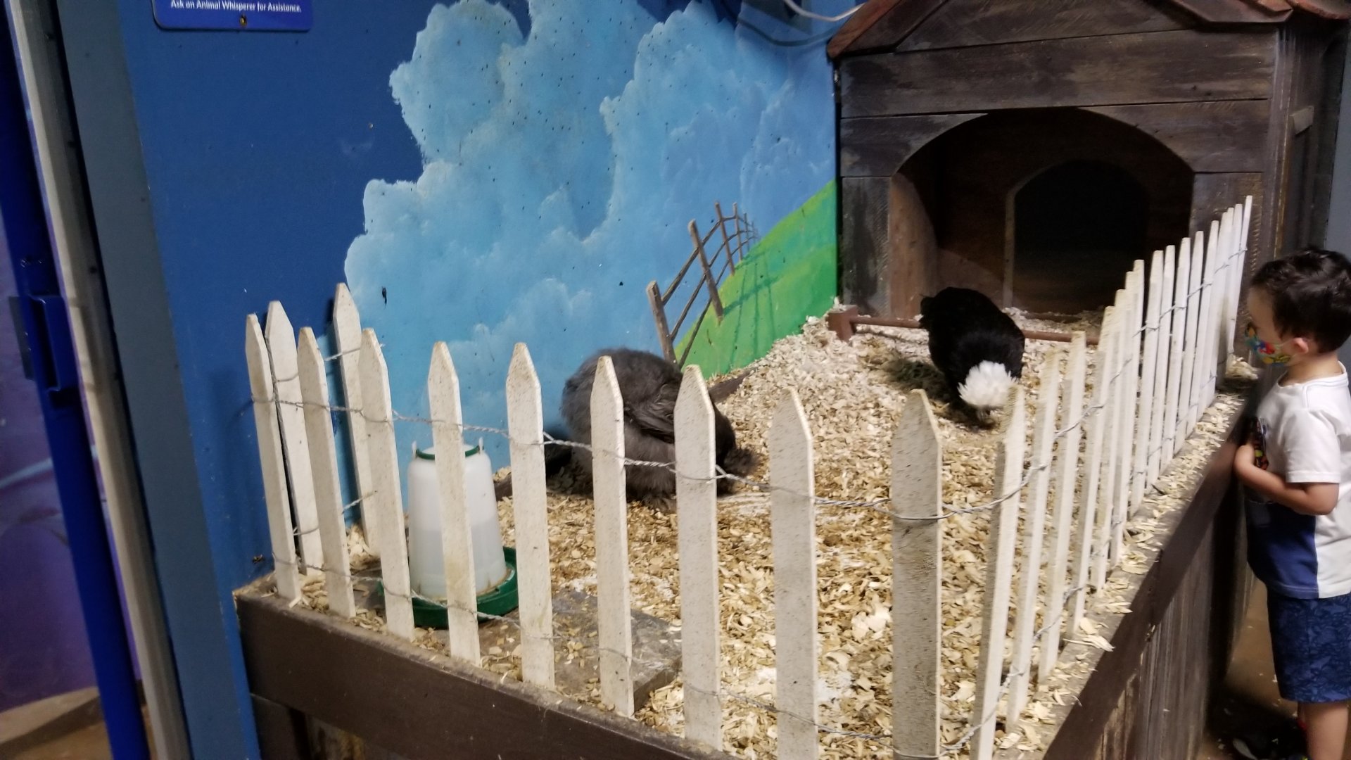 SeaQuest Woodbridge - Chickens