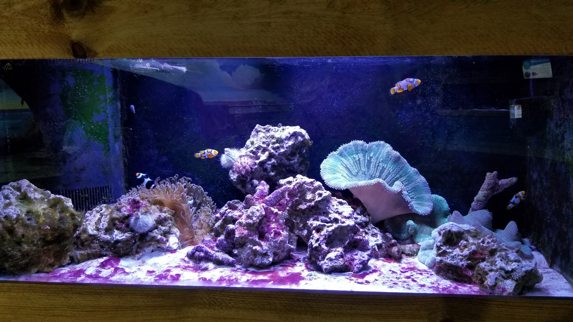 SeaQuest Woodbridge - Clownfish tank