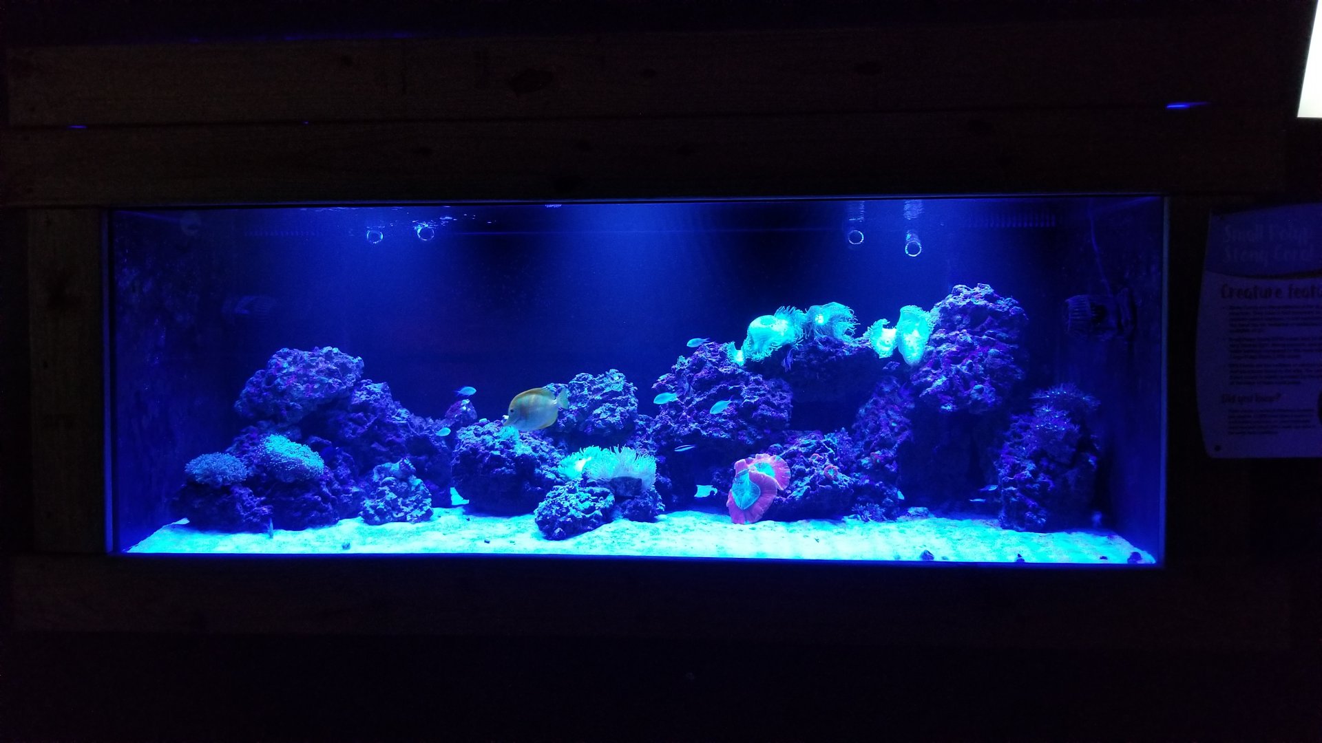 SeaQuest Woodbridge - Coral tank