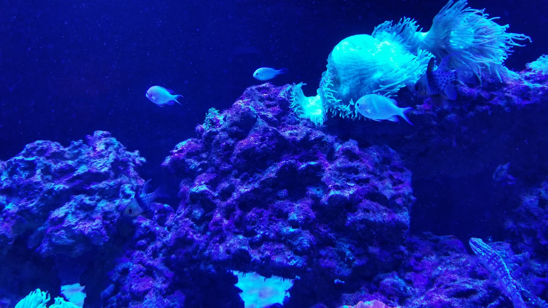 SeaQuest Woodbridge - Coral tank