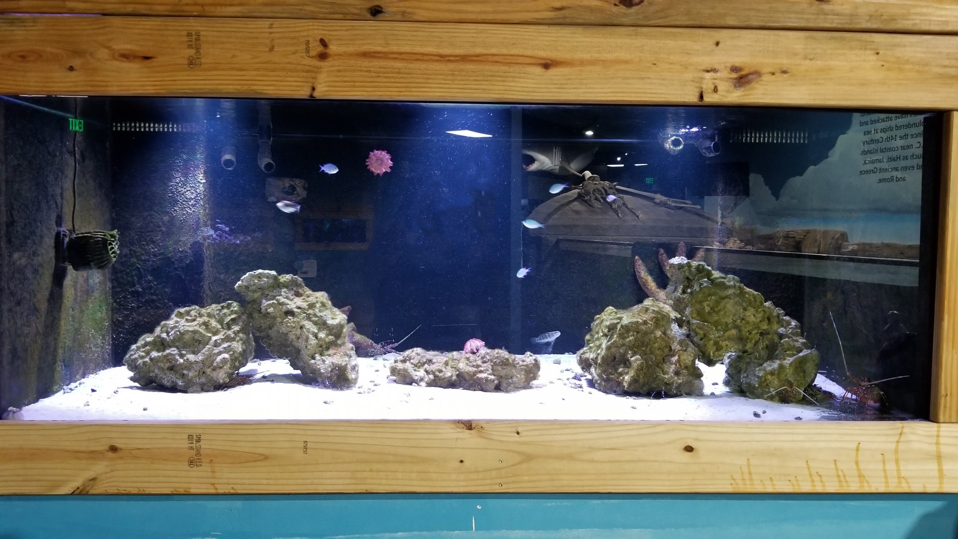 SeaQuest Woodbridge - Crustacean tank