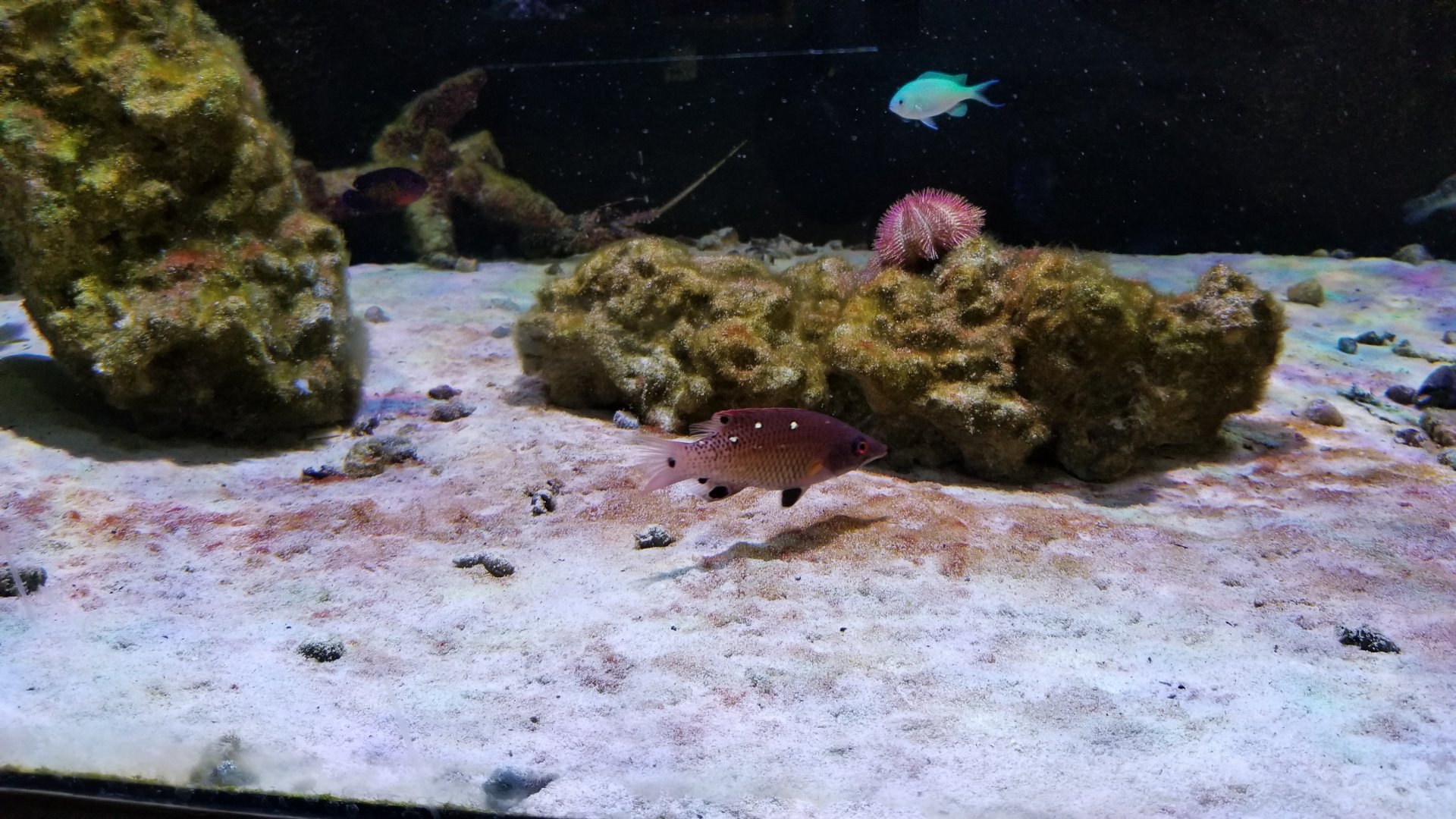 SeaQuest Woodbridge - Crustacean tank