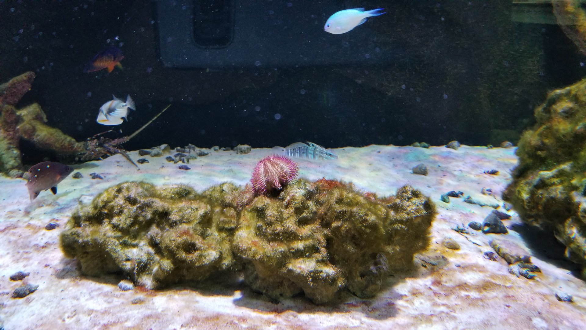 SeaQuest Woodbridge - Crustacean tank