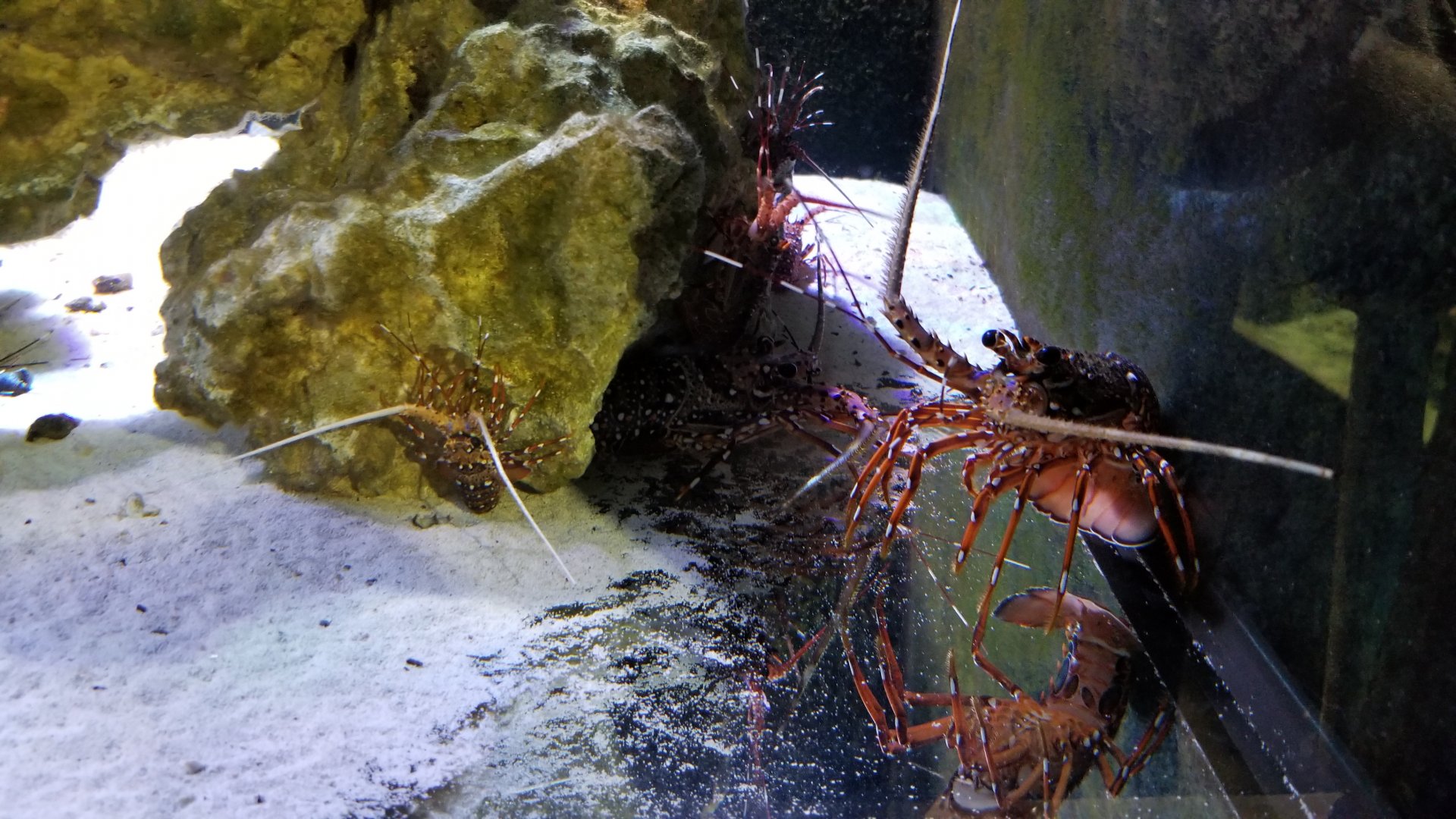 SeaQuest Woodbridge - Crustacean tank