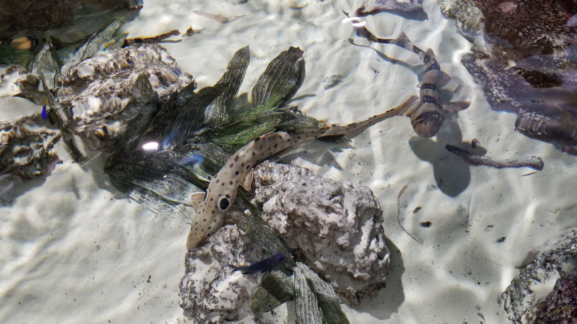 SeaQuest Woodbridge - Epaulette shark, white-spotted bamboo shark