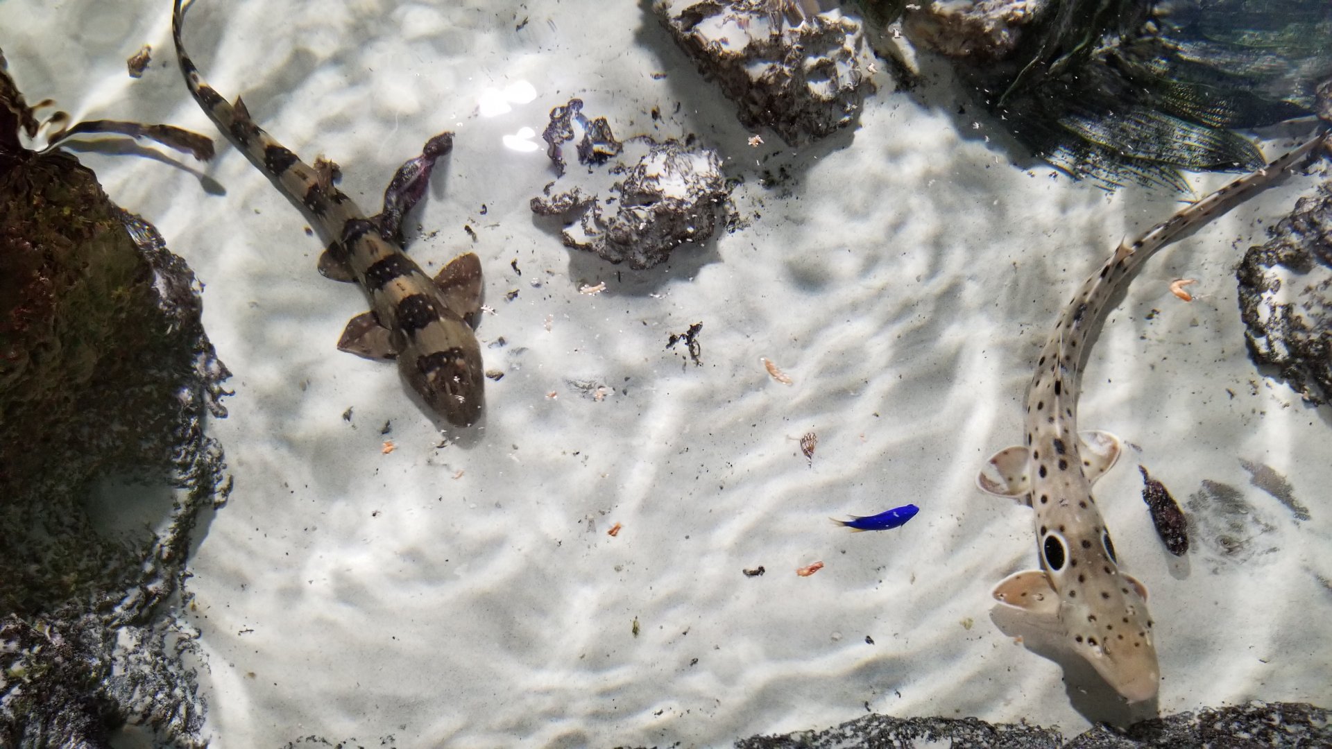 SeaQuest Woodbridge - Epaulette shark, white-spotted bamboo shark