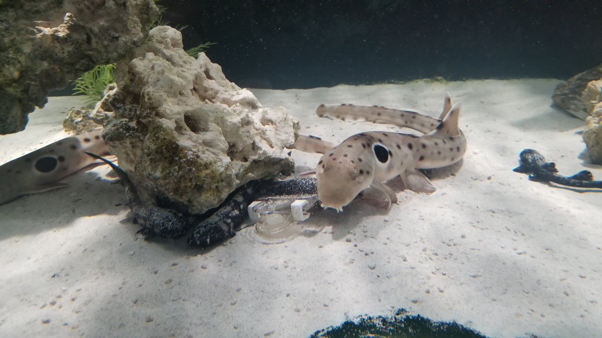 SeaQuest Woodbridge - Epaulette shark, ??